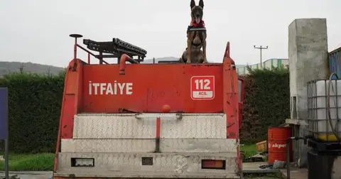 Balıkesir İtfaiyesi’nin yeni kahramanı: K9 köpeği İda