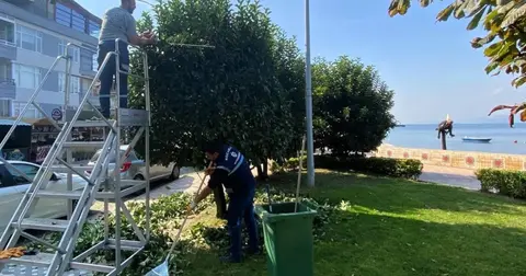 Kocaeli'de Gölcük Değirmendere sahiline peyzaj bakımı