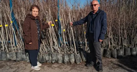 Kocaeli 3 bin 600 Trabzon hurması fidanı dağıtıyor