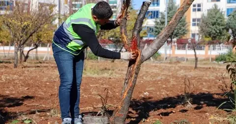 DBB özel yöntemlerle ağaçları tedavi ediyor
