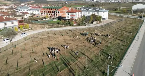 Bursa İnegöl'de 572 fidanlı koruluk Akhisar'a nefes oldu