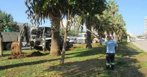 Adana Büyükşehir Belediyesi, kavşak düzenleme kapsamında ağaçları fidanlıklara ve başka noktalara nakliyor