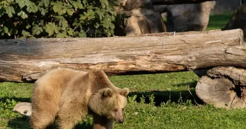 İzmir Doğal Yaşam'ın yeni sakinleri siyah jaguar ve boz ayı oldu