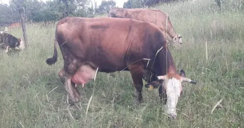Bilecik Pazaryeri'nde çok sayıda mahalle ve köy karantinada