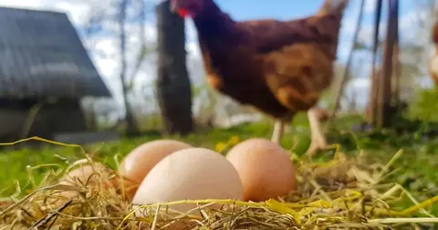 Tavuk eti üretimi 233 bin tonu aştı