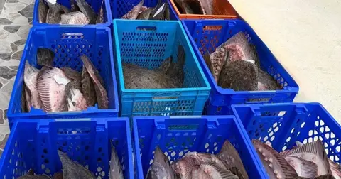 İstanbul'da yasal limitin üzerinde avlanan 169 kalkan balığı ele geçirildi