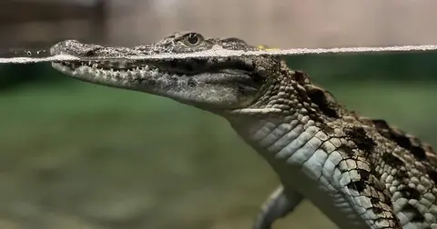 Nil timsahı sevinci... 6 yavru ilk kez ziyaretçilerle buluşuyor
