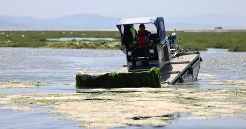 İzmir Büyükşehir’den Körfez’de deniz maralu temizliği