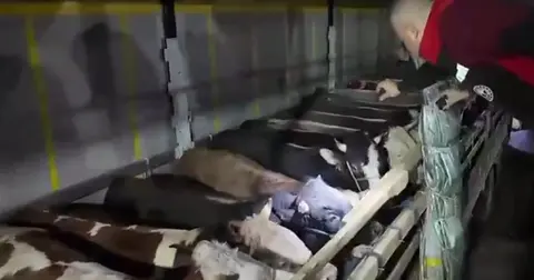 Kurban Bayramı öncesi canlı hayvan kontrolüne sıkı denetim