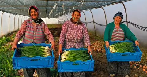 Kocaeli’de seracılık, Büyükşehir’le yaygınlaşıyor