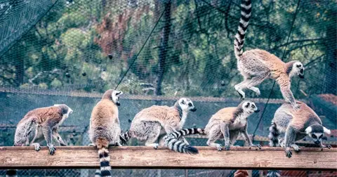 Lemur ailesinin yeni üyesi sevimli “Zabumafu” oldu