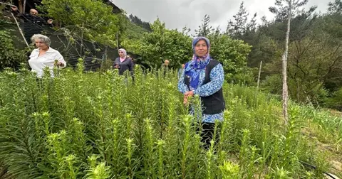 Adana'da 'Ak Zambak'la kadın üretimi ve istihdama katkı