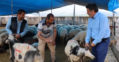 Modern Hayvan Pazarı’nda kurbanlık satışları devam ediyor