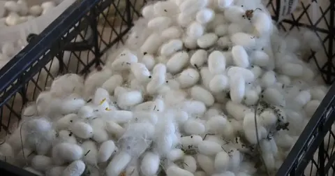 Muğla'da kozalar berekete dönüştü