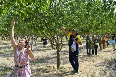 Başkentliler ATA Çiftliği’nde hasat coşkusunu yaşadı