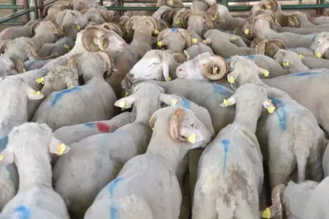 Koyun sayısı %6 artışla 49,5 milyon başa ulaştı