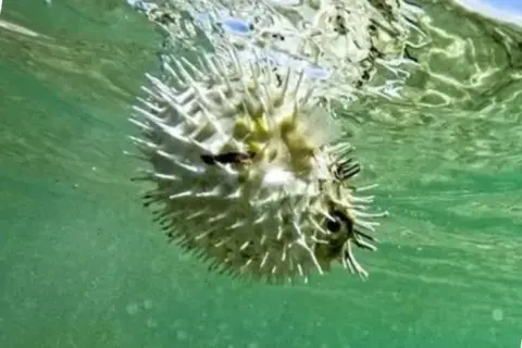 Balon balığı kota 1 milyona çıktı, türler artışı
