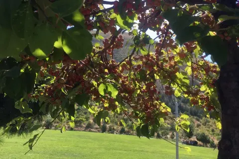 Ali Dağı 360 Kafe'de süs elması bereketi