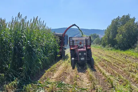 İzmir’de 9,6 ton sorgum sudan otu tohumu dağıtıldı