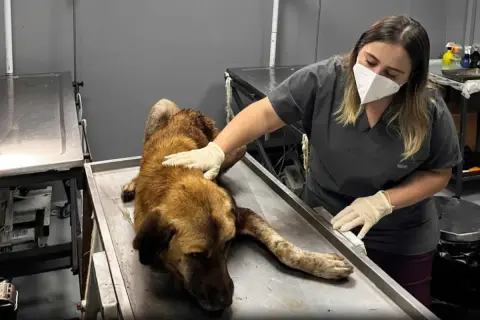 Ordu’nun Aybastı’nda ağzına çengeli köpek kurtarıldı