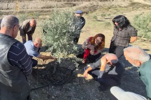 Zeytin üreticilerine sahadan budama dersi