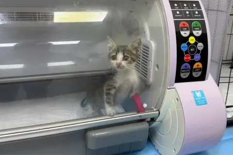 Bandırma’da şiddet gören yavru kedi tedavi altına alındı