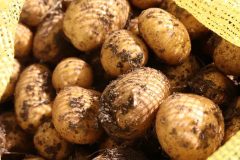 Korkuteli’nde ilaçsız patates hasadı: Böcek üretimi için
