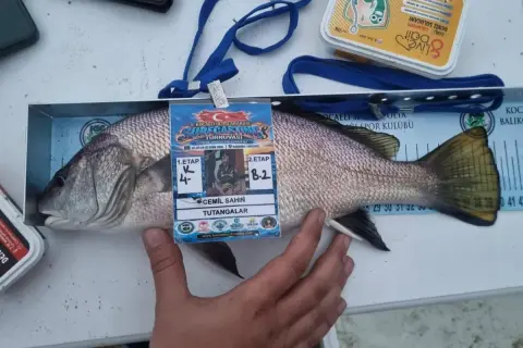Kandıra'da 41 cm eşkina yakalandı: 16 ülke yarıştı