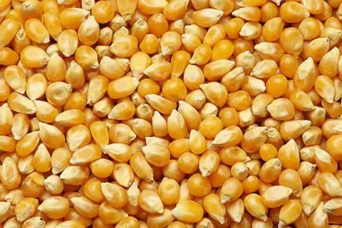 TİGEM Dalaman'dan 1.400 ton dane mısır ihalesi