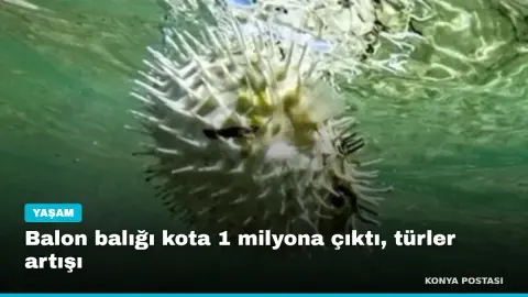 Balon balığı kota 1 milyona çıktı, türler artışı