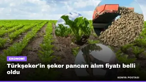 Türkşeker'in şeker pancarı alım fiyatı belli oldu