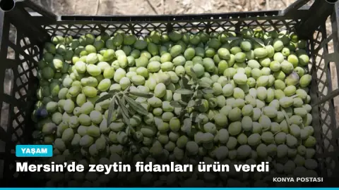 Mersin’de zeytin fidanları ürün verdi