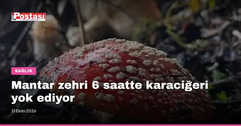 Mantar zehri 6 saatte karaciğeri yok ediyor