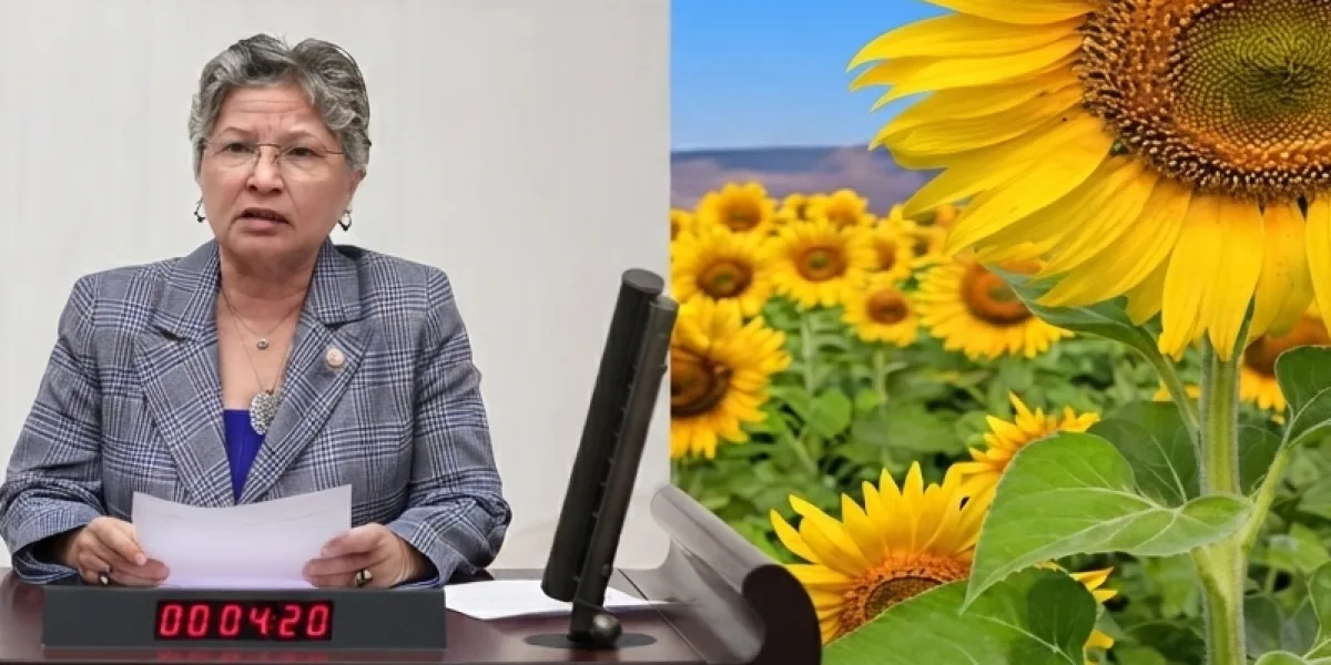 CHP'li Yontar: Ayçiçeğinde üretici tarlasını değil, zararını biçiyor