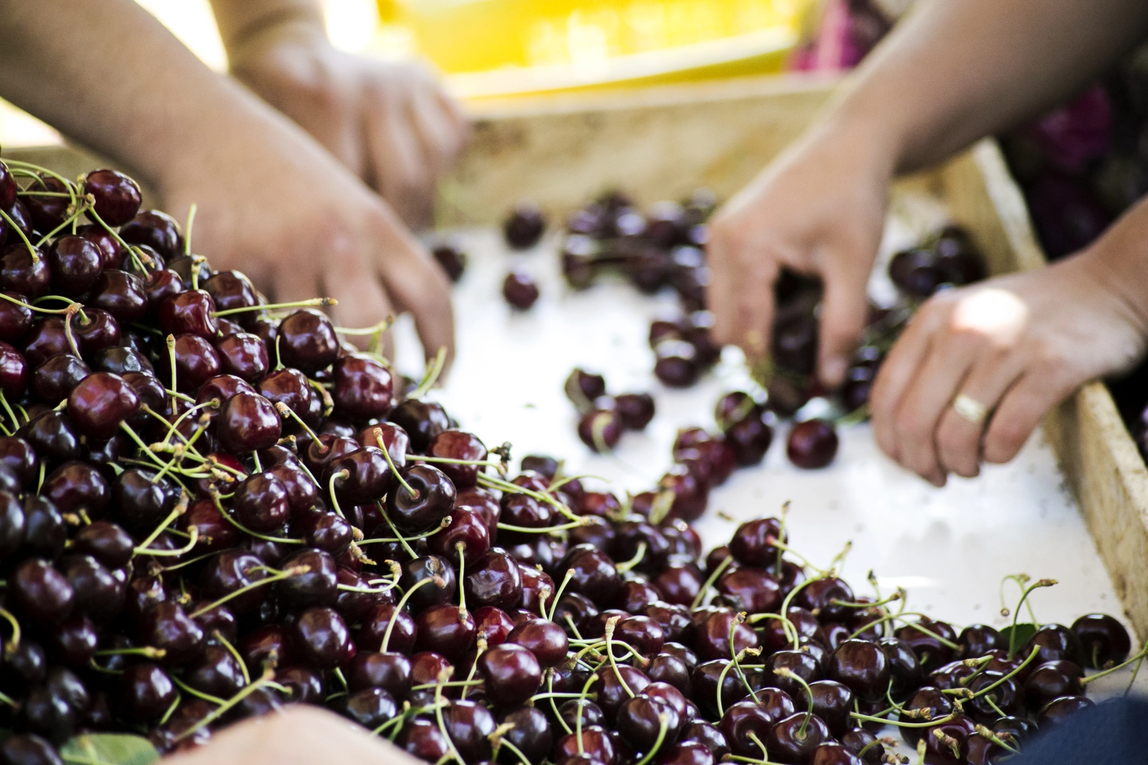 Kiraz ihracatı 2025'in yaralarını sardı