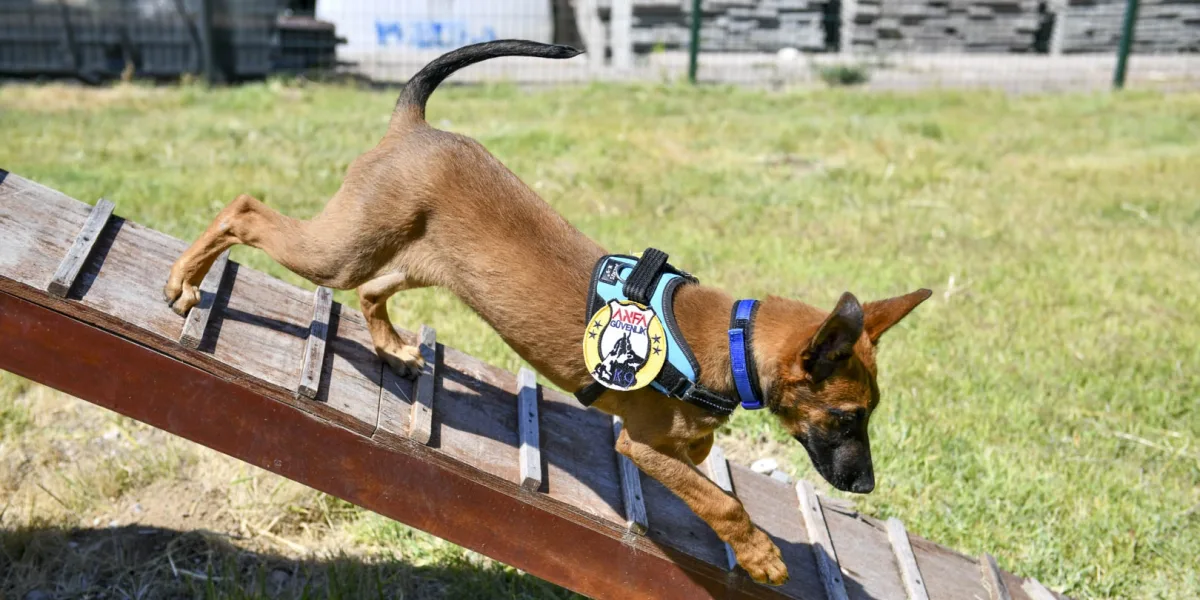 K9 ekipleri Başkent’te 7/24 görevde