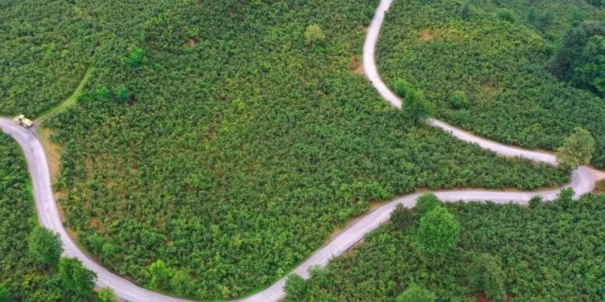 Ordu Büyükşehir’den Ulubey’e 7 kilometrelik asfalt yatırımı