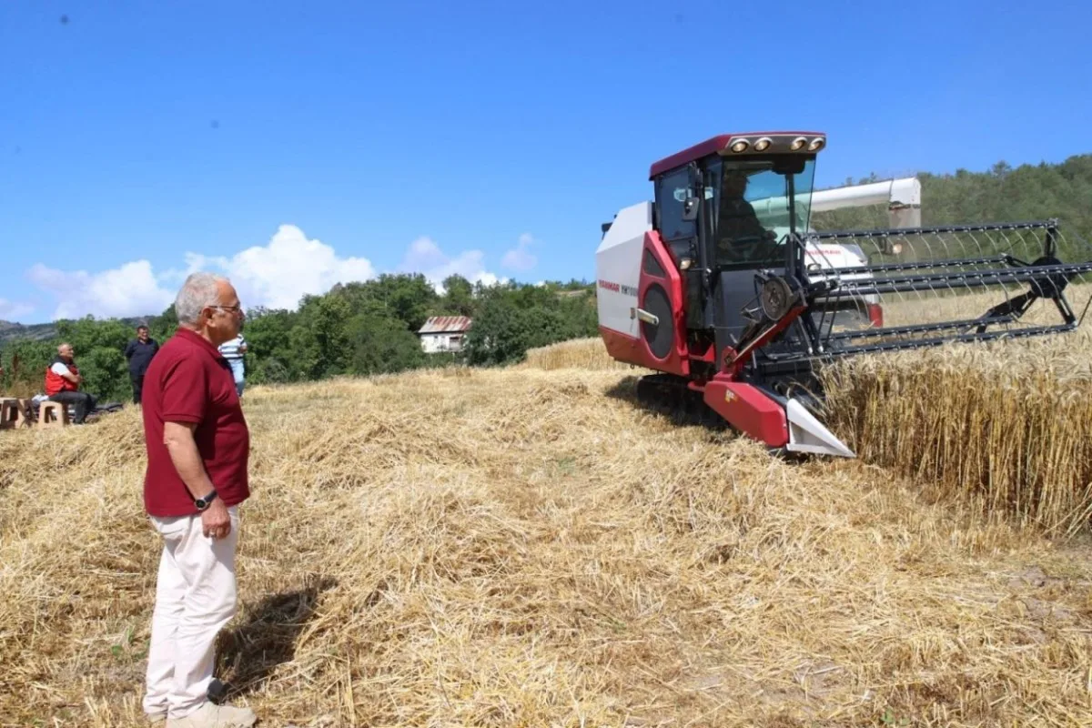 Ordu'da paletli biçerdöverle buğday hasadı başladı