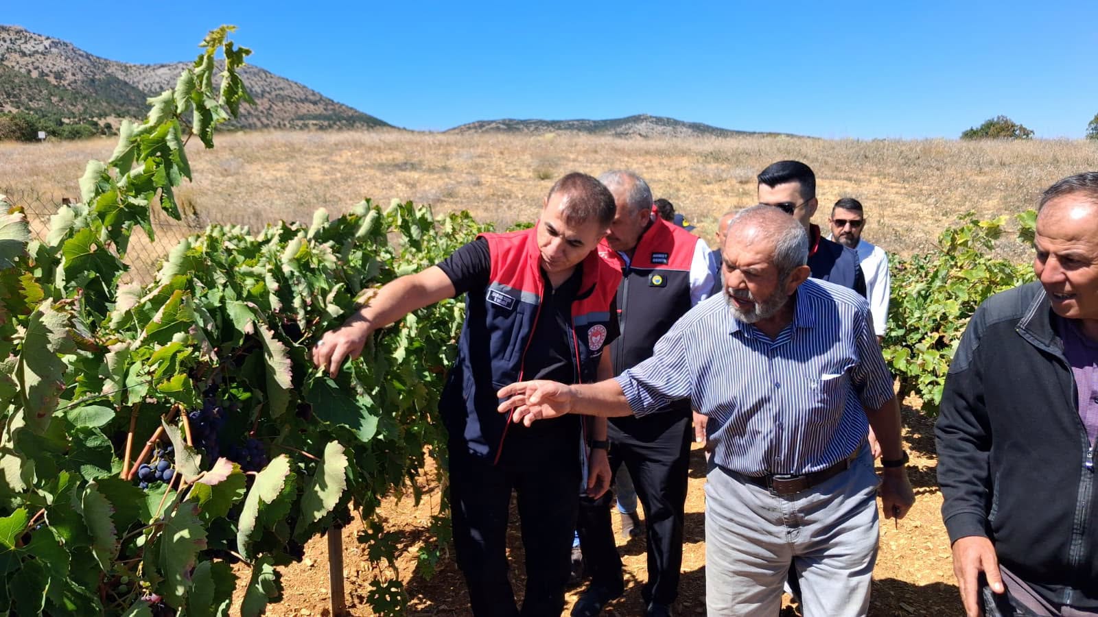 Konya’nın meşhur Ekşi Kara üzümünde hasat zamanı