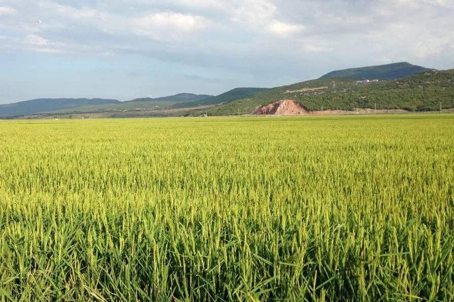 Keşan TSO Başkanı Koru: Çeltik hasadı öncesi uyarı