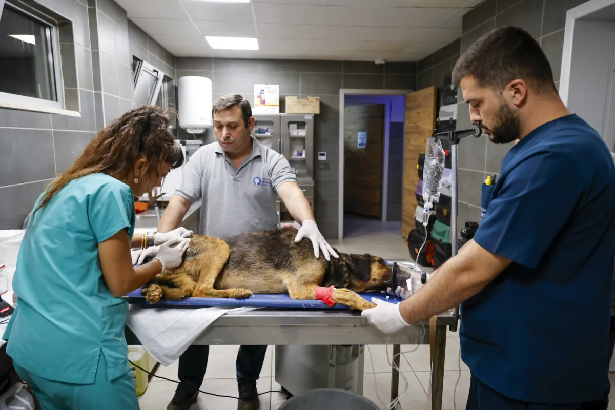 Antalya yangınında 105 köpek kurtarıldı
