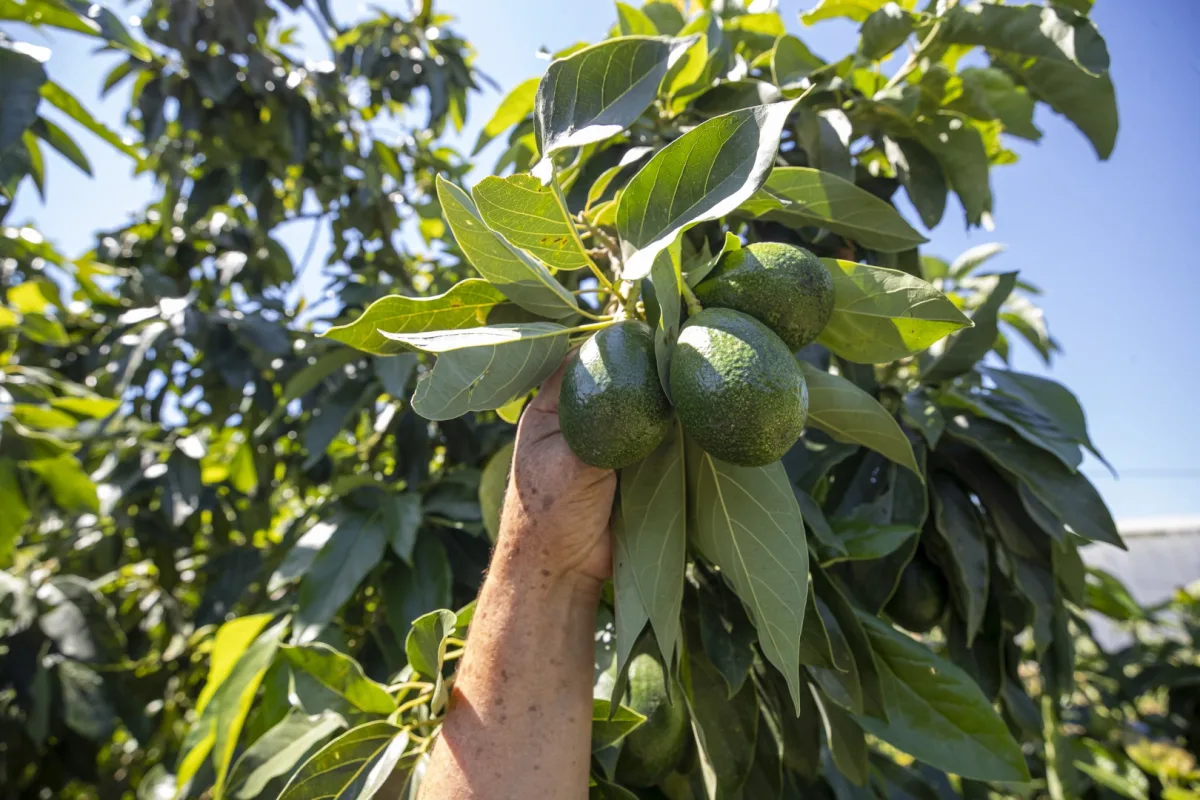 Mersin’de avokado desteğiyle üreticilerin ilk hasatı yapıldı