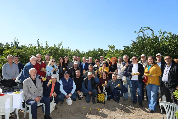 Satsuma mandalinada ihracat zamanı
