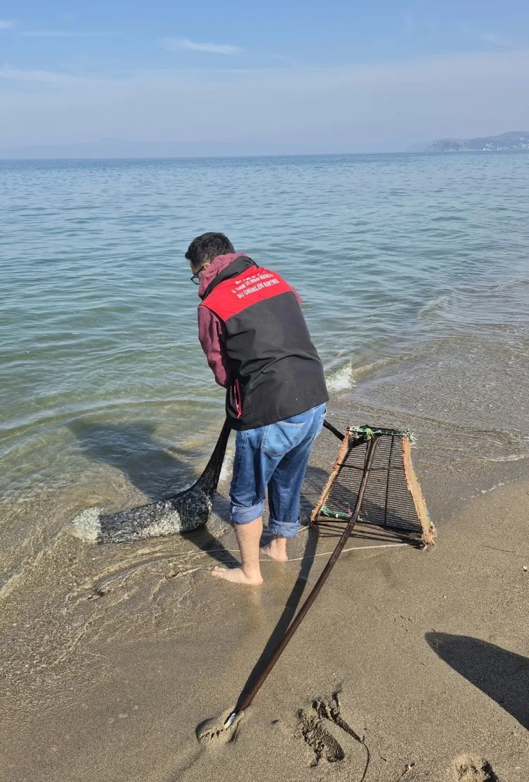 Mudanya Eğerce'de 2,7 ton kum şırlanı denize iade edildi!