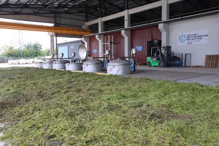 Tarladan Türkiye’ye Ormanya imzası... Tıbbi ve aromatik bitkiler değer kazanıyor
