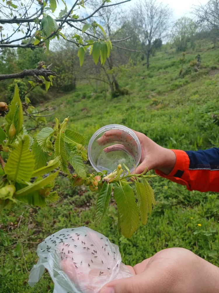 Bursa ve Yalova’da kestane hasadında bereket sevinci