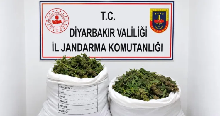 Diyarbakır’da uyuşturucu operasyonu: 48 bin 579 kök kenevir imha edildi